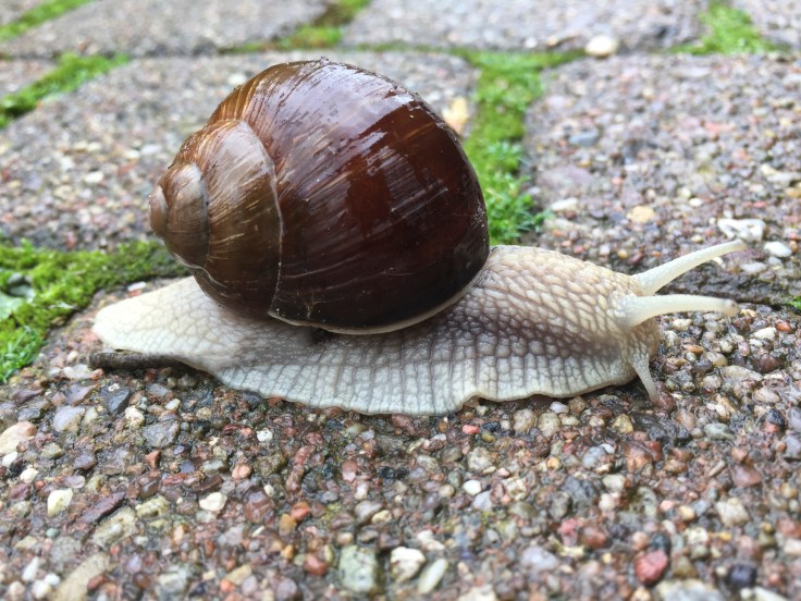 schnecke.jpg